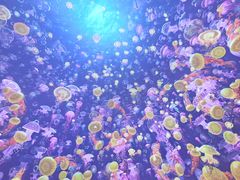 -海合安青岛极地海洋公园
