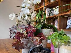 -花神·轻食简餐·咖啡馆·花卉绿植(荷兰花卉小镇店)