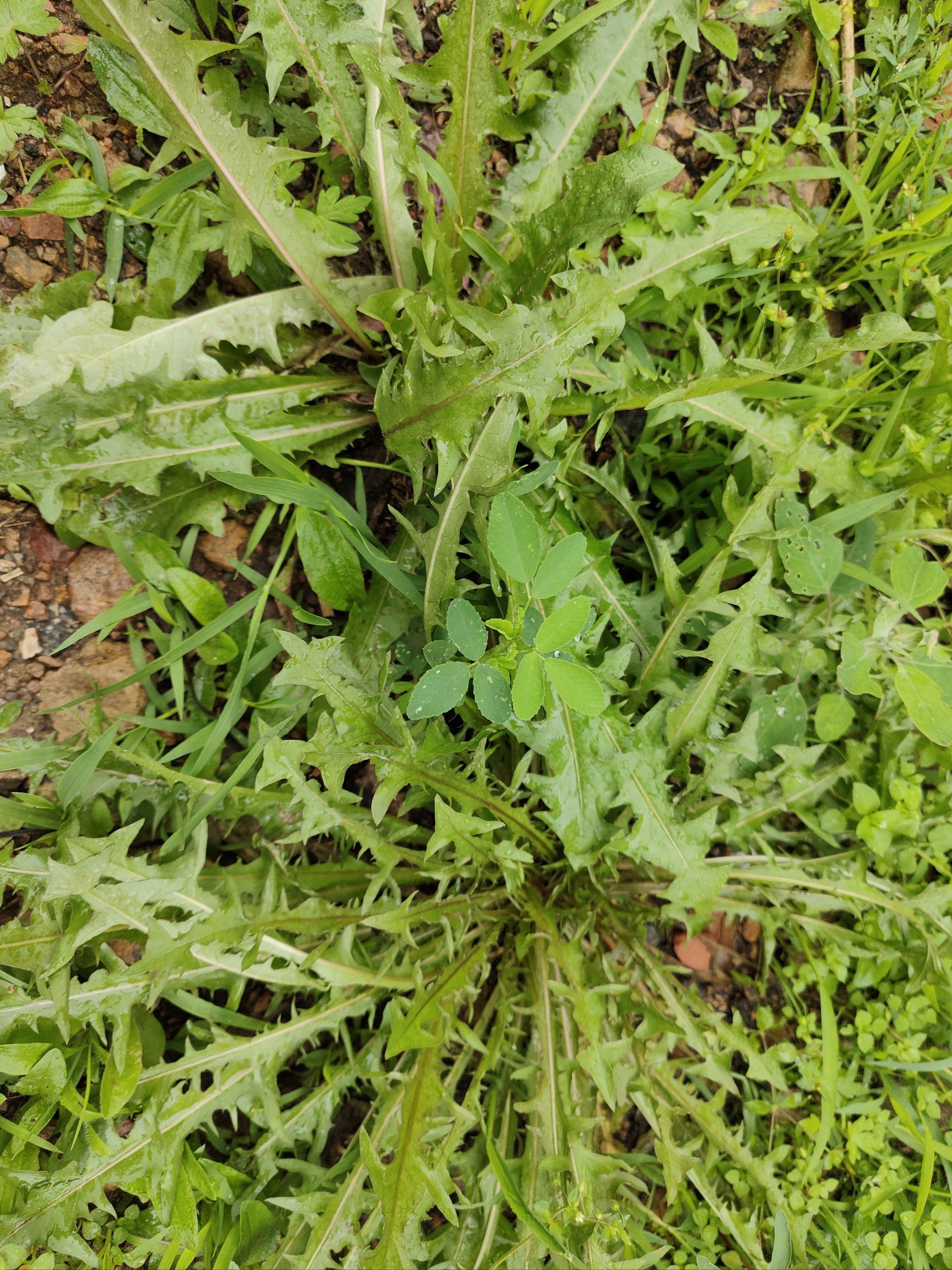野菜