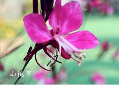 -北科婴幼学苑