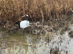 -盐城丹顶鹤湿地生态旅游区