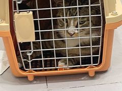 -派特宠物医院(圆融广场店)