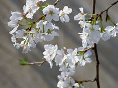 -武汉大学-樱园