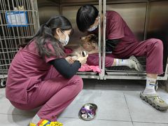 -宠颐生嘉德动物医院