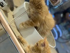 -屋虎猫馆(宝安大仟里店)