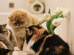 -More Fun猫咖 二十只万元加菲主题