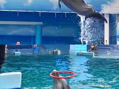 -锦艺城海洋馆