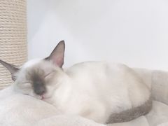 -Heymao猫咖.咖啡厅(东门店)