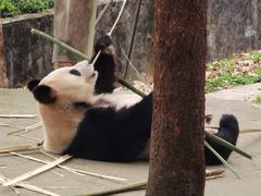 -都江堰中华大熊猫苑