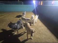 -趣玩宠物乐园寄养训犬训狗游泳池