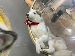 -Husky Go! 哈士奇体验馆·宠物咖啡厅狗咖