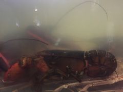 -蟹之国·精品蟹料理(极地店)