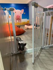 -Moni星球萌宠·小马宝莉·灵蛇·高端高阶全萌宠互动体验俱乐部(红豆国际广场店)