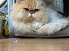 -伟伟宠物医院·瑞派猫友好医院·猫科(光谷店)