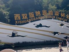 -西双版纳原始森林公园