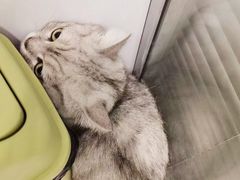 -艾吉宠物医院·疑难杂症转诊中心·猫友好(碧江路院)