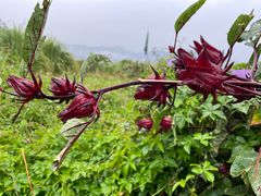 -古山重-长泰滑翔伞基地