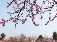 -秀丽东方