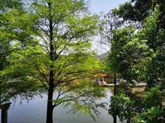 -深圳仙湖植物园