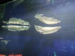 -苏州海洋馆