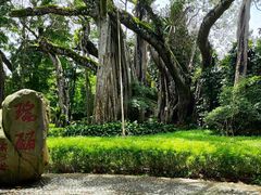 -瑞丽独树成林风景区