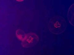 -福州罗源湾海洋世界旅游区