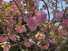 -高东镇樱花园