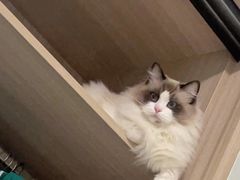 -喵zoo家庭繁育猫舍(尖东智能花园店)