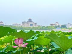 -莲花池公园