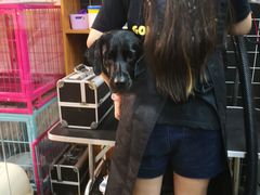 -Goku PET SHOP宠物视觉生活馆(双井店)