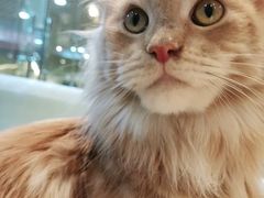 -momokira米努特·德文卷毛猫·棉花面纱犬
