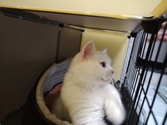 -瑞鹏宠物医院·骨科·猫科·内科(第一中心)