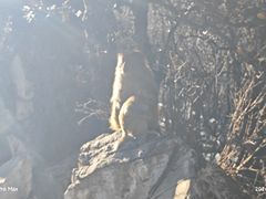 -稻城亚丁景区-冲古草甸