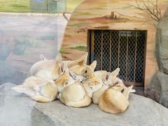 -上海野生动物园
