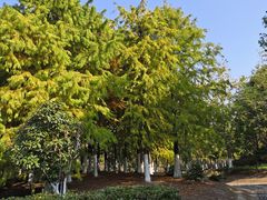 -春花秋色城市公园