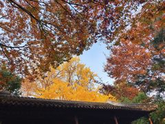 -上海醉白池公园