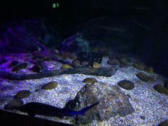 -暹罗海洋世界