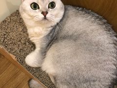 -滚猫咖啡·猫咖·猫友好撸猫(未来城店)