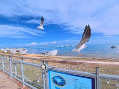 -青海湖国家重点风景名胜区