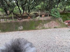 -满記土窑烧鷄波浪山莊