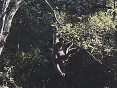 -普洱太阳河森林公园