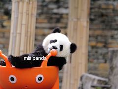 -卧龙中华大熊猫苑神树坪基地