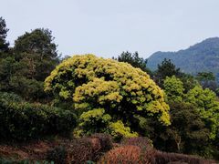 -十里琅珰