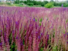 -北京东方普罗旺斯薰衣草庄园