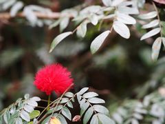 -西双版纳原始森林公园