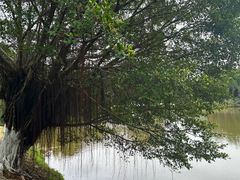 -番禺大夫山森林公园
