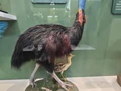 -国家自然博物馆