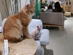 -藏猫猫咖啡主题馆(中央大道店)