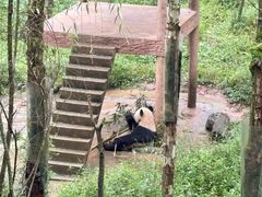 -中国大熊猫保护研究中心雅安碧峰峡基地