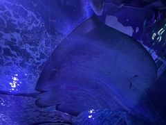 -悉尼海洋生物水族馆